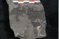 Foto (Detailansicht) von Taeniopteris vittata Brongniart (NHMW-GEO-2024-0188-10486)
